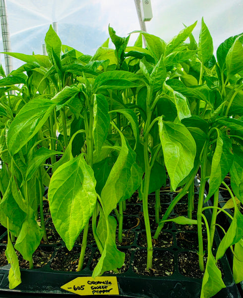 Cubanelle Sweet Pepper Live Plant Starters - 4 Seedlings