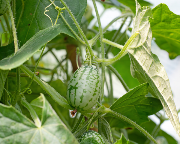 Cucamelon, Mexican Sour Gherkin, Mouse Melon Cucumber Starter Live Plants - 2 Seedlings
