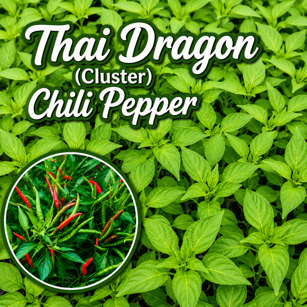 Thai Dragon (Cluster) Hot Thai Chili Pepper Starter Live Plants - 4 Seedlings