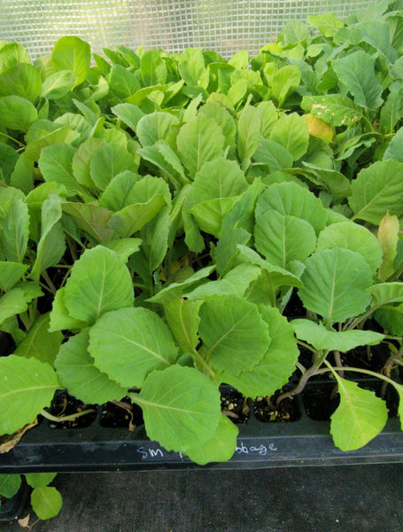 Cabbage, Tendersweet (F1) Starter Live Plants - 6 Seedlings