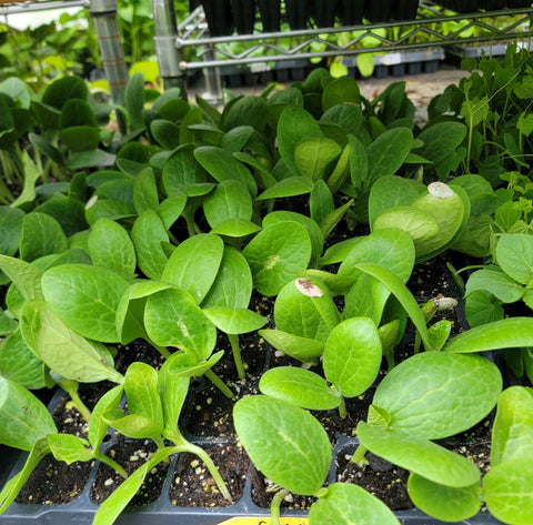 Spaghetti Winter Squash Starter Live Plants - 4 Seedlings