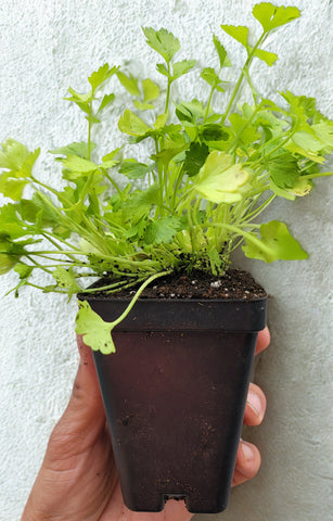Chinese Celery Starter Live Plants - 2.5" Pot