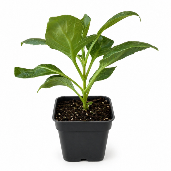 Dahlia - KA's® Mocha Jake (Rooted Cutting) Flower Live Plant (2.5" pot)