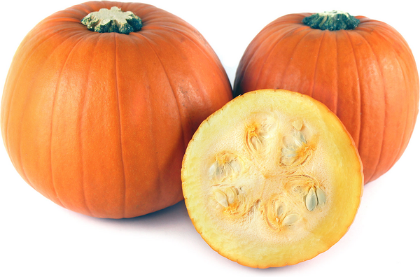 Sugar Pie Pumpkin Winter Squash Starter Live Plants - 4 Seedlings