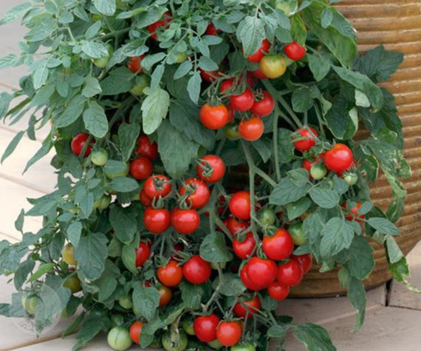 Tumbler Cherry (F1) Tomato Live Plant Starter - 2.5" pot