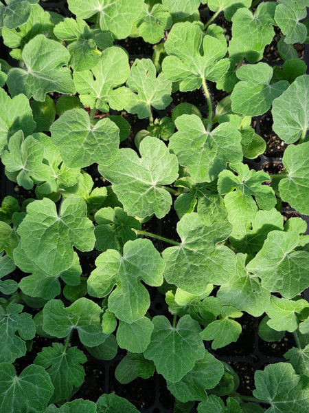 Red Ruby Seedless Hybrid Watermelon Starter Live Plants - 3 Seedlings, 1 Pollinator