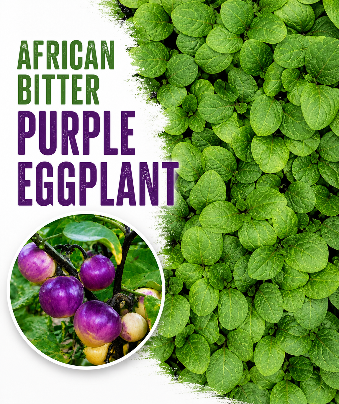 eggplant plant African Bitter Purple Eggplant Live Plants