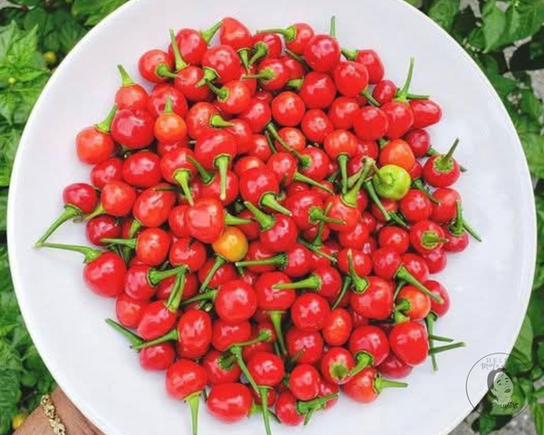 Wiri Wiri (Small) Pepper Starter Live Plants - 2.5" pot