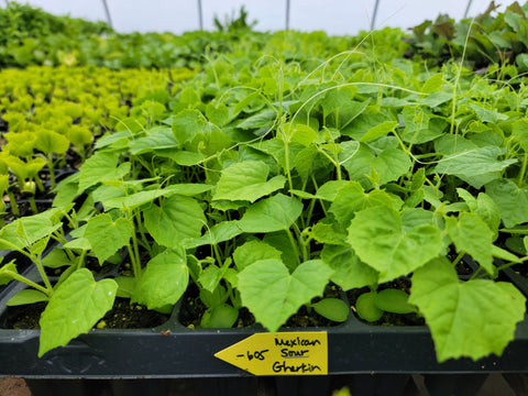 Cucamelon, Mexican Sour Gherkin, Mouse Melon Cucumber Starter Live Plants - 2 Seedlings