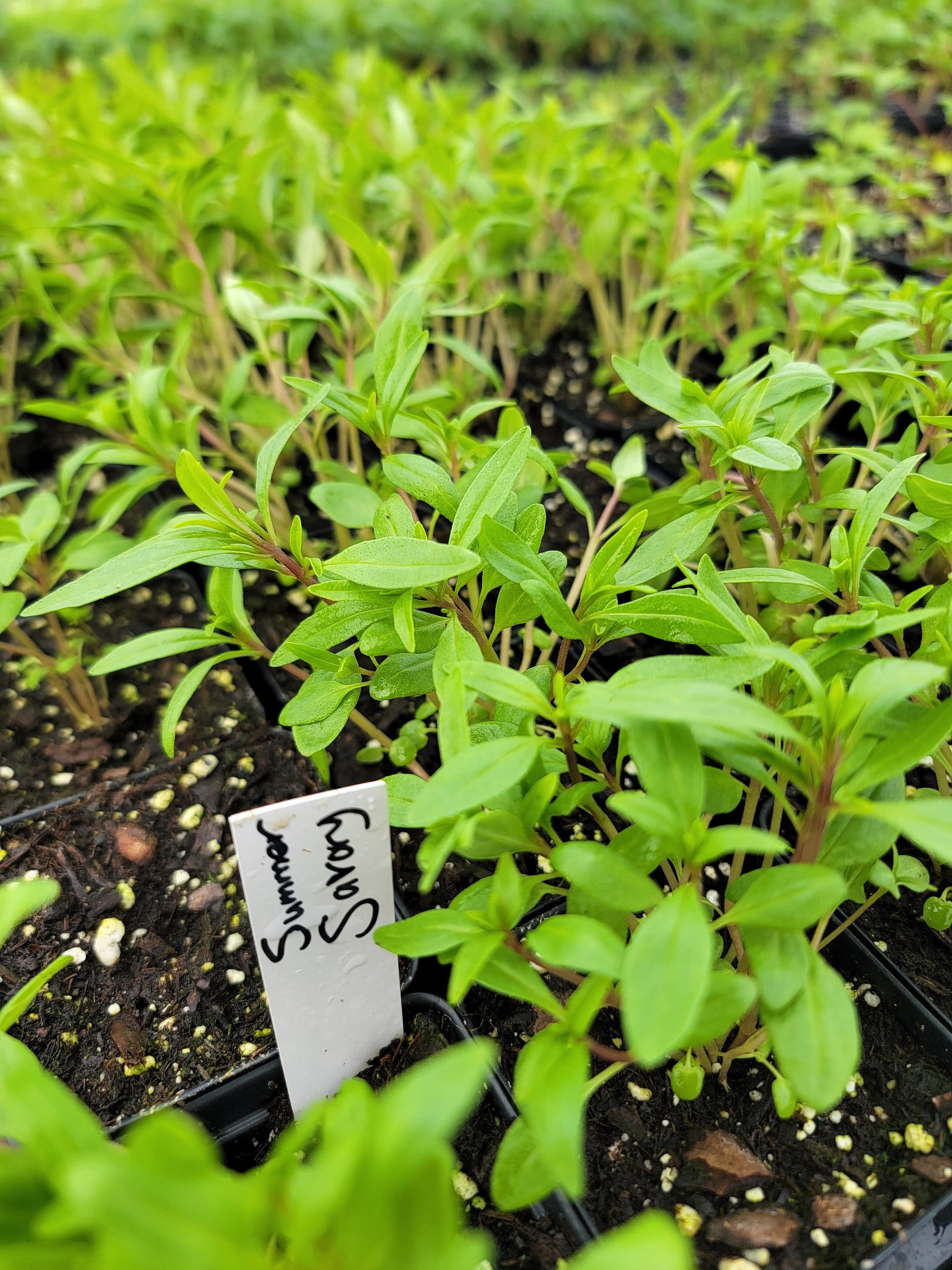 Summer Savory Herb Starter Live Plants