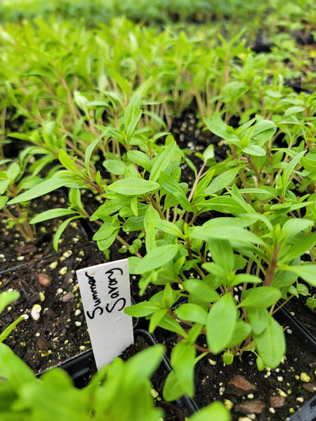 Summer Savory Herb Starter Live Plants - 2.5" pot