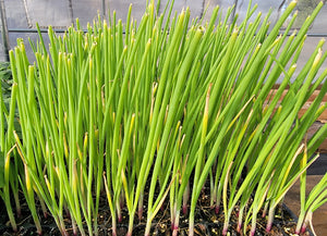 Red Onions Starter Live Plants - Approx. 30 Plants