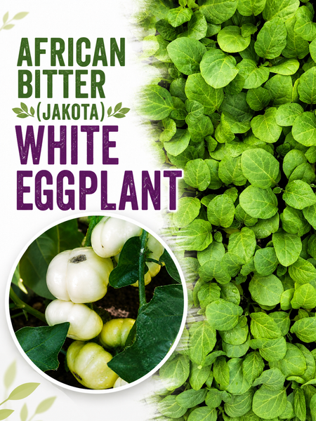 African Eggplant (Jakato) Bitter White Starter Live Plants - 4 Seedlings