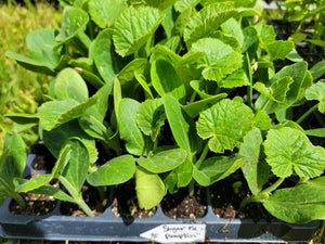 Sugar Pie Pumpkin Winter Squash Starter Live Plants - 4 Seedlings