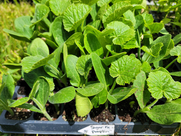 Sugar Pie Pumpkin Winter Squash Starter Live Plants - 4 Seedlings