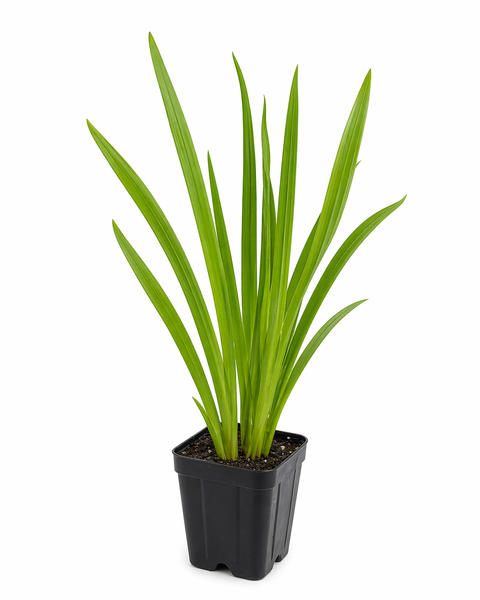 Acorus Americanus (Sweet Flag)- Pawj Ia Hmoob Tshuaj Live Plant Starter - 2.5" pot