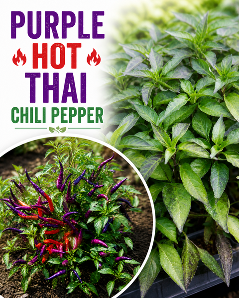 Purple Hot Thai Chili Pepper Starter Plants - 4 Seedlings