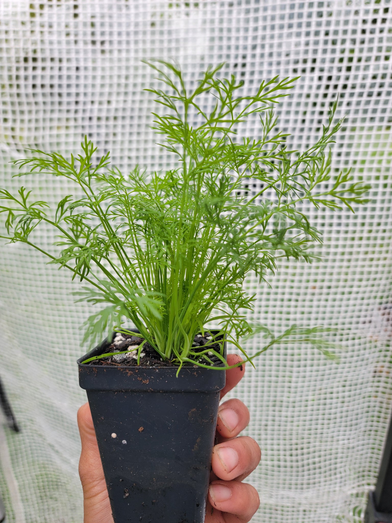 Dill Herb Starter Live Plants - 2.5" pot