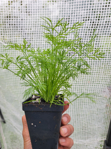 Dill Herb Starter Live Plants - 2.5" pot