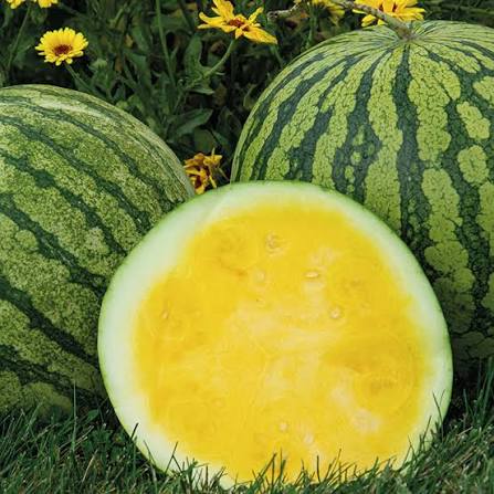 Yellow Buttercup Seedless Hybrid Watermelon Starter Live Plants - 3 Seedlings, 1 Pollinator
