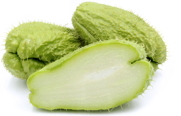 Prickly Chayote Squash Starter Live Plants - 2.5" pot
