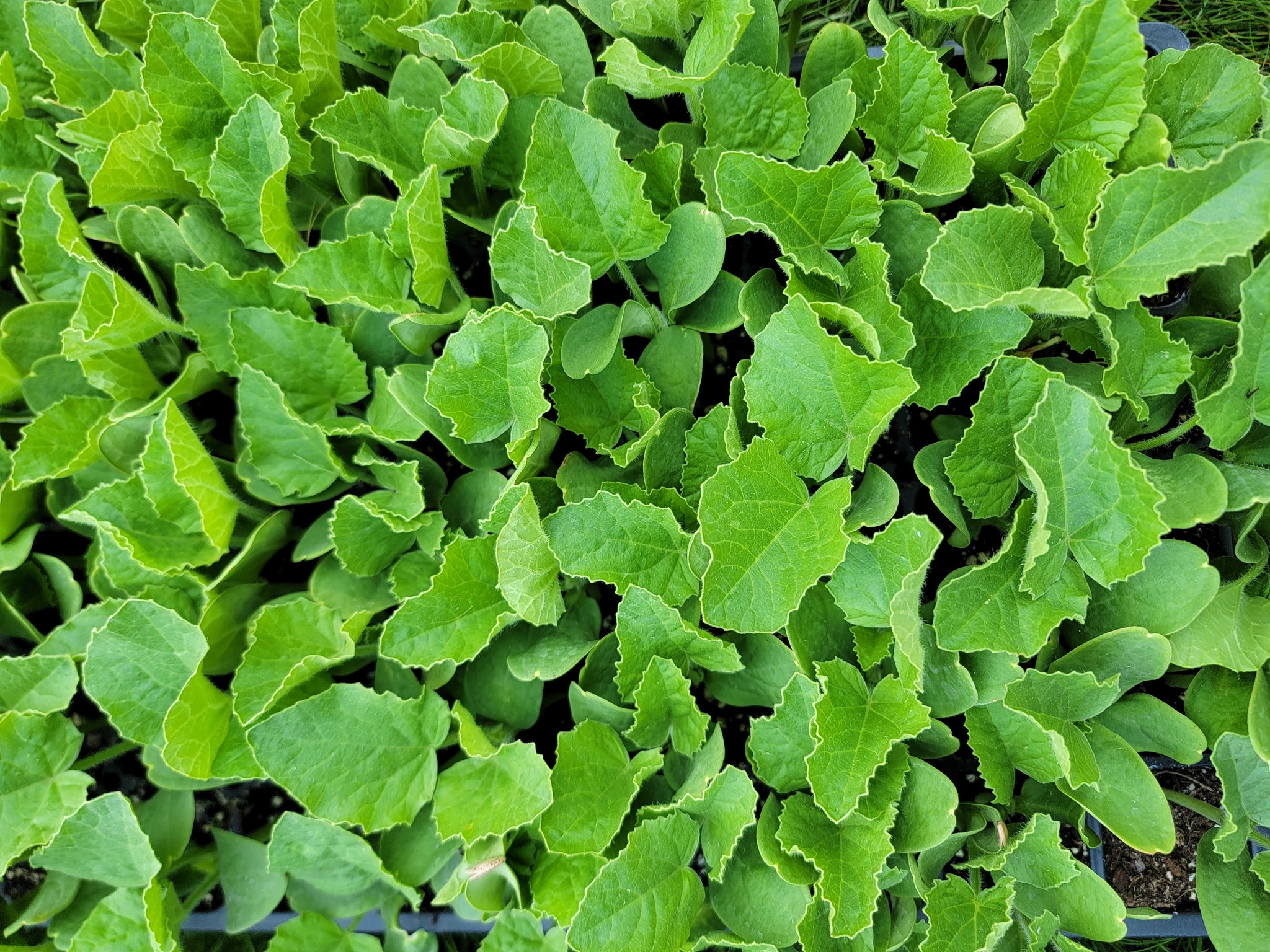Hale's Best Jumbo Melon Starter Live Plants - 4 Seedlings