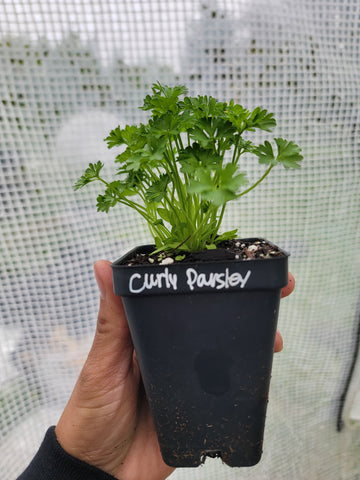 Curled Parsley Herb Starter Live Plant - 2.5" pot