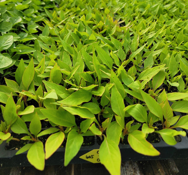 Celosia Chief Carmine Cutflower Starter Live Plants (4 Seedlings)