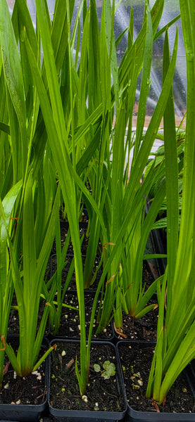 Acorus Americanus (Sweet Flag)- Pawj Ia Hmoob Tshuaj Live Plant Starter - 2.5" pot