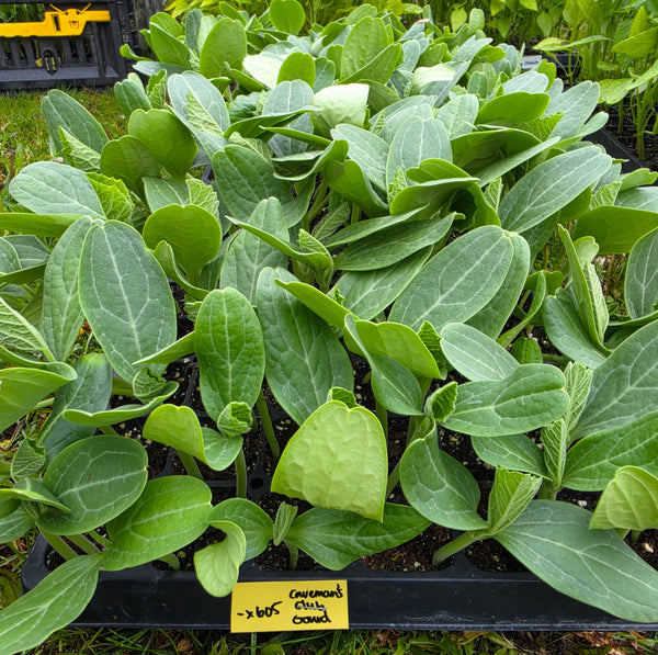 Caveman's Club (Maranka) Gourd Squash Starter Live Plants - 4 Seedlings