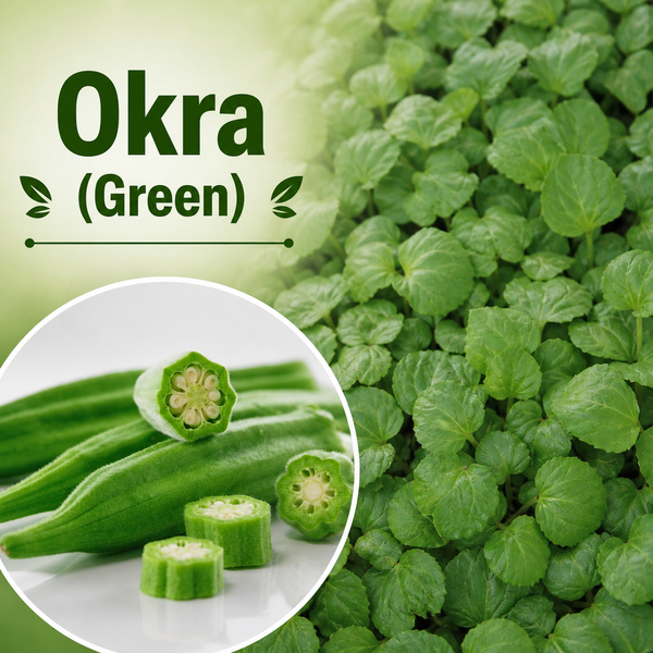 Okra Abelmoschus Esculentus Starter Live Plants - 4 Seedlings
