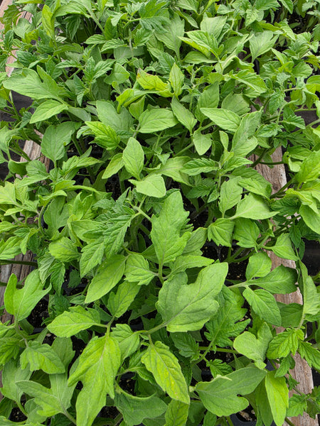 Mountain Fresh Tomato Hybrid Starter Live Plants - 4 Seedlings