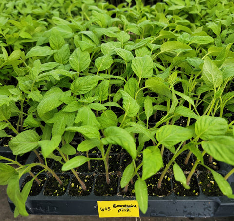 Brandywine Pink Tomato Heirloom Starter Live Plants - 4 Seedlings
