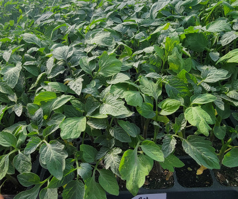 Red Grape Tomato Starter Live Plants - 4 Seedlings