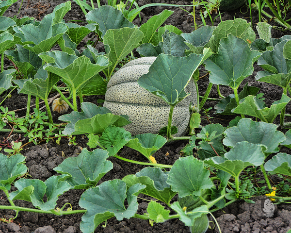 Cantaloupe, Honey Rock Starter Live Plants - 4 Seedlings