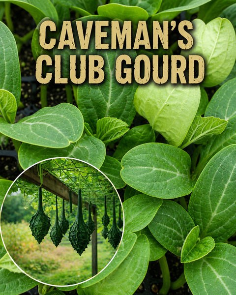 Caveman's Club (Maranka) Gourd Squash Starter Live Plants - 4 Seedlings