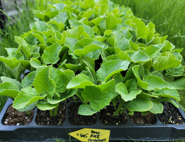 Cantaloupe, Honey Rock Starter Live Plants - 4 Seedlings
