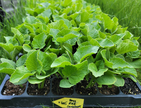 Cantaloupe, Honey Rock Starter Live Plants - 4 Seedlings