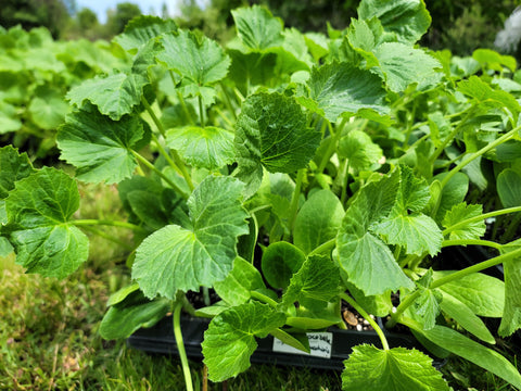 Cocozelle Zucchini Summer Squash Starter Live Plants - 4 Seedlings