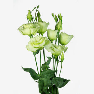 Pale Yellow Lisianthus Flower Starter Live Plant - 6 Seedlings