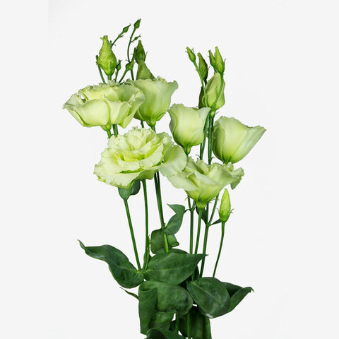 Pale Yellow Lisianthus Flower Starter Live Plant - 6 Seedlings