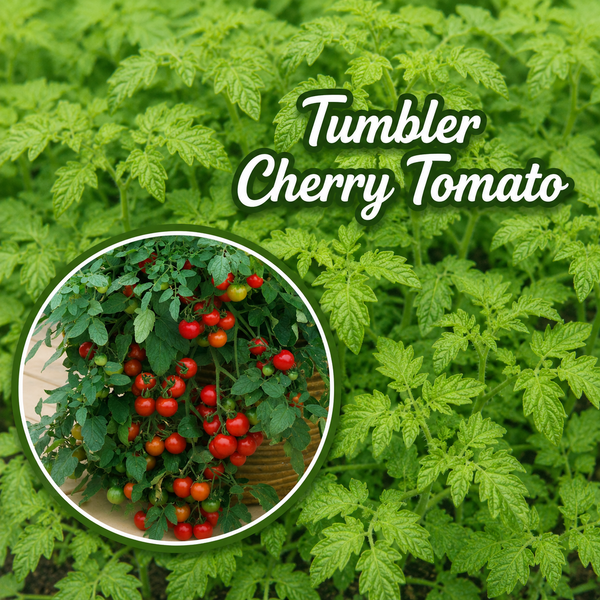 Tumbler Cherry (F1) Tomato Live Plant Starter - 2.5" pot