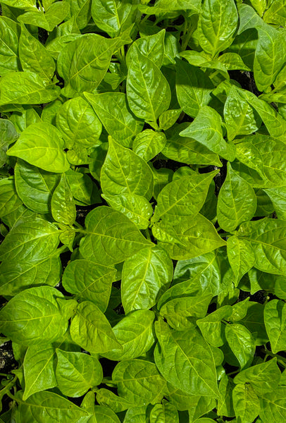 Aji Charapita Pepper Live Starter Plant - 2.5" pot