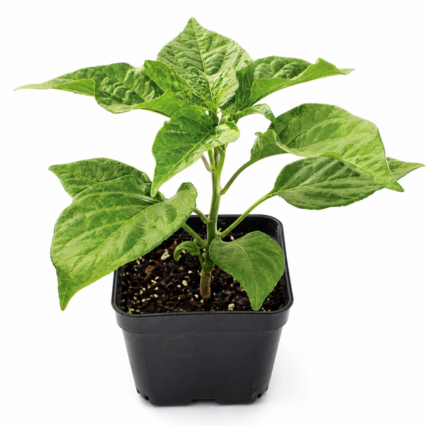 Aji Charapita Pepper Live Starter Plant - 2.5" pot