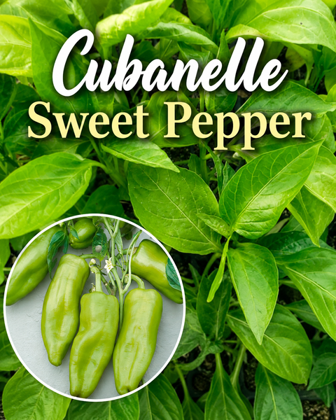 Cubanelle Sweet Pepper Live Plant Starters - 4 Seedlings