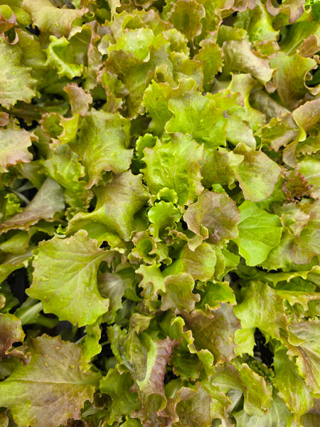 Red Leaf Lettuce Starter Live Plants - 4 Seedlings