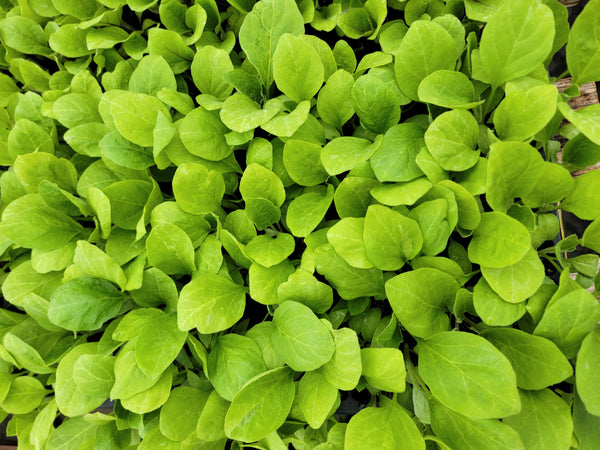 Casper White Eggplant Starter Live Plants - 4 Seedlings
