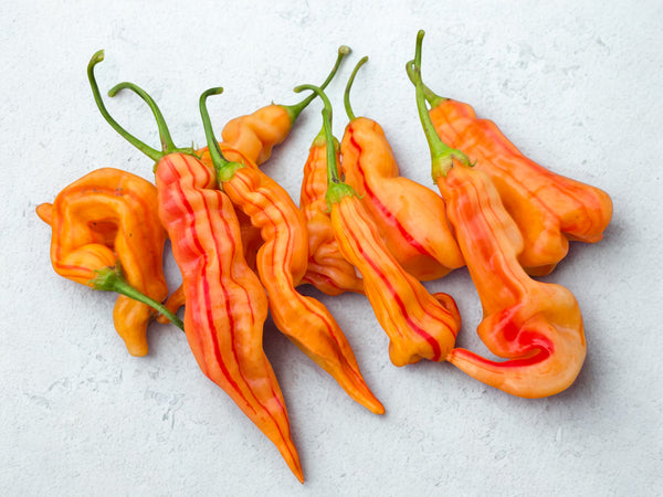Sugar Rush Peach Stripey, Sweet & Hot Pepper, Rare and Exotic Live Starter Plants - 2.5" pot