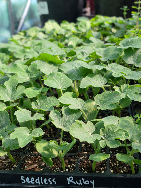 Red Ruby Seedless Hybrid Watermelon Starter Live Plants - 3 Seedlings, 1 Pollinator