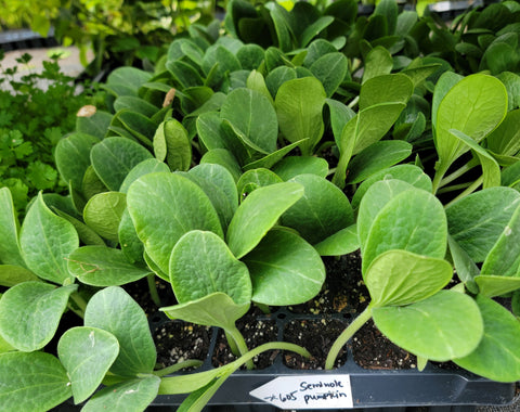 Seminole Pumkin Winter Squash Starter Live Plants - 4 Seedlings